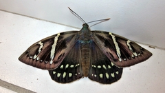 Eupalamides cyparissias