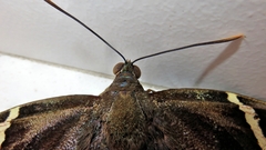 Eupalamides cyparissias