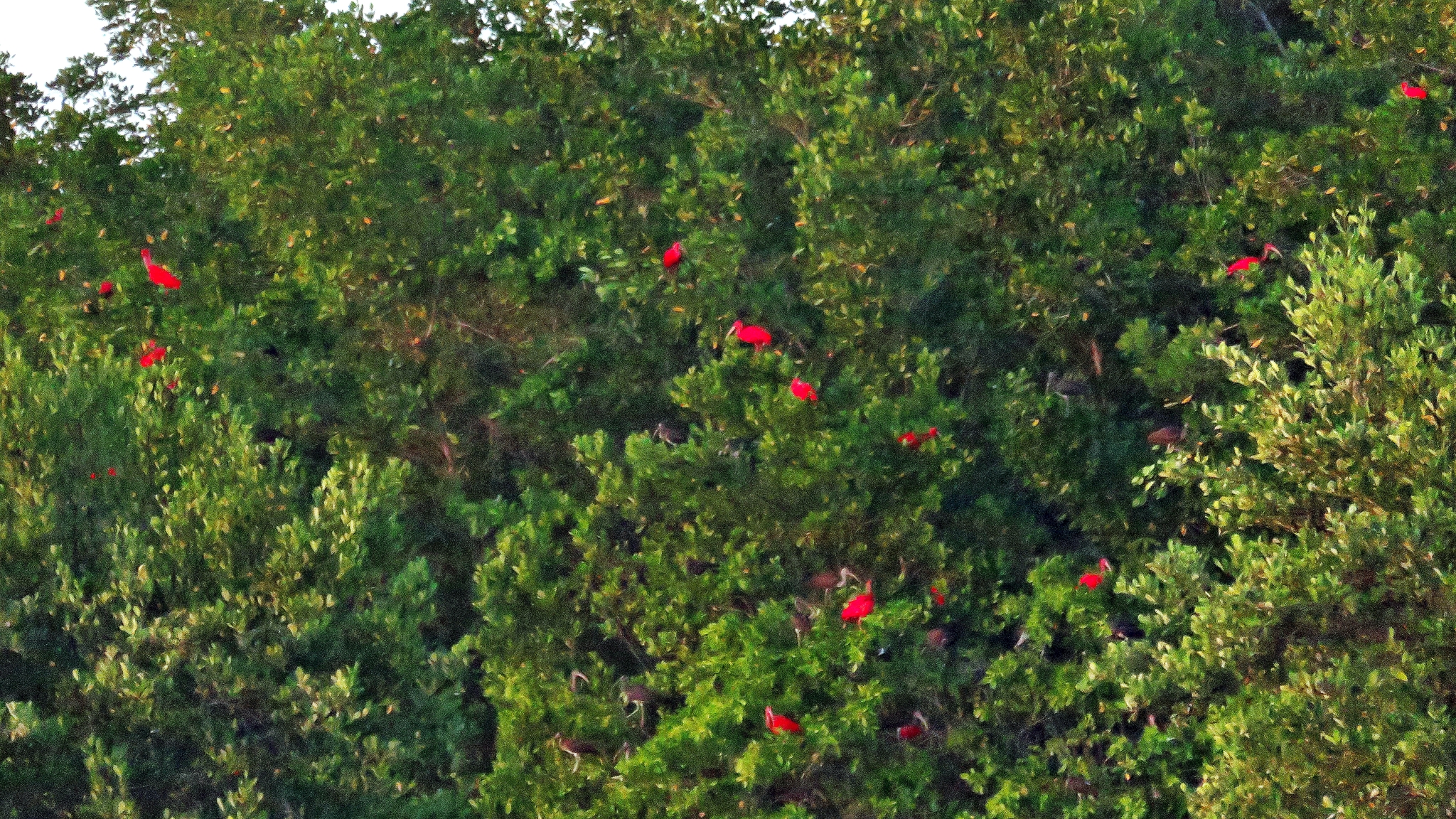 Scarlet Ibis