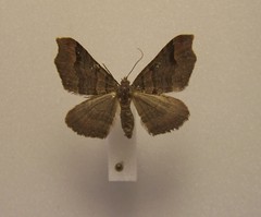 Austrocidaria parora