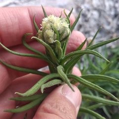 Pseudognaphalium viscosum