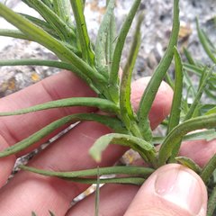 Pseudognaphalium viscosum