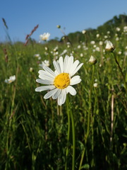 Leucanthemum vulgare