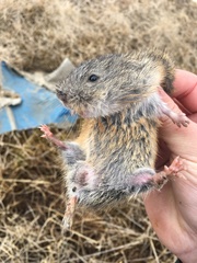 Lemmus trimucronatus