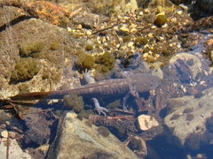 Ambystoma velasci