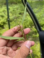Dichanthelium scribnerianum