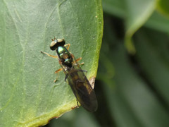 Merosargus