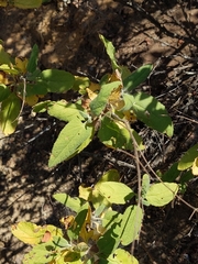 Lepechinia cardiophylla