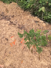 Tecoma tenuiflora