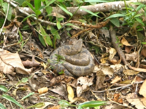 Bothrocophias myrringae