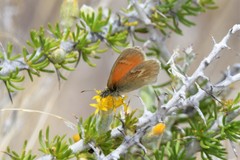 Coenonympha