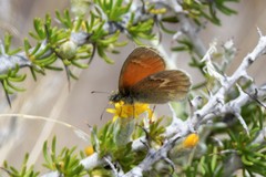 Coenonympha