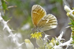 Coenonympha