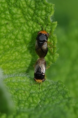 Geocoris varius
