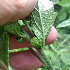 Verbena carolina