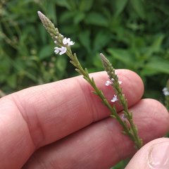 Verbena carolina
