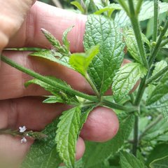 Verbena carolina