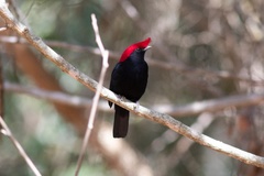 Antilophia galeata