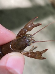 Cambarus carinirostris