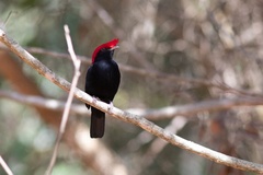 Antilophia galeata