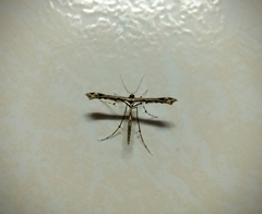 Stenoptilodes sematodactyla