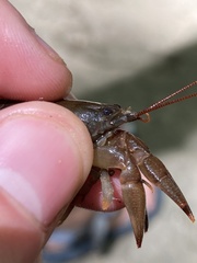 Cambarus carinirostris