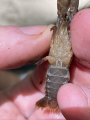 Cambarus carinirostris