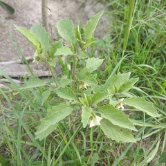Physalis chenopodifolia