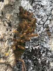 Selaginella watsonii