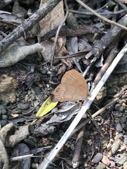 Cyllopsis gemma freemani