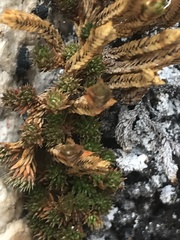 Selaginella watsonii