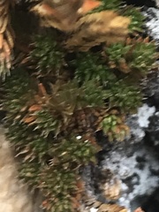 Selaginella watsonii