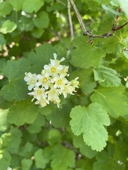 Physocarpus malvaceus