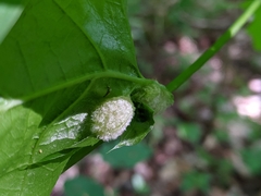 Macrodiplosis niveipila