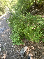 Physocarpus malvaceus