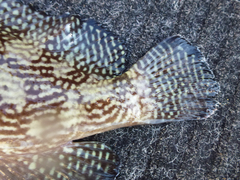 Epinephelus ongus