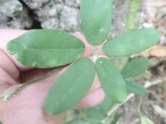 Akebia