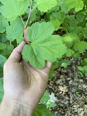 Physocarpus malvaceus