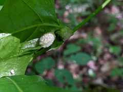 Macrodiplosis niveipila