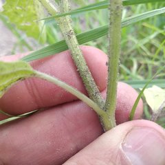 Physalis chenopodifolia