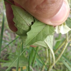 Physalis chenopodifolia