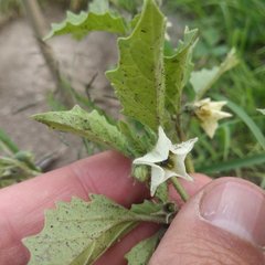 Physalis chenopodifolia