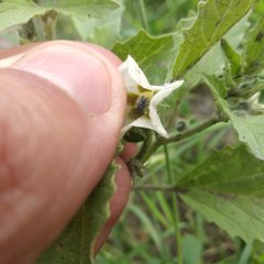 Physalis chenopodifolia