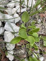 Parnassia glauca
