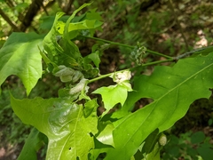 Macrodiplosis niveipila