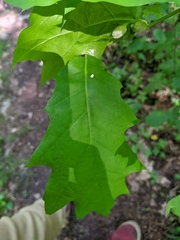 Macrodiplosis niveipila