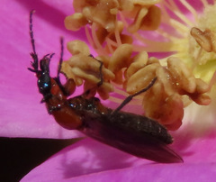 Dilophus strigilatus