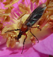 Dilophus strigilatus