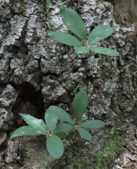 Akebia