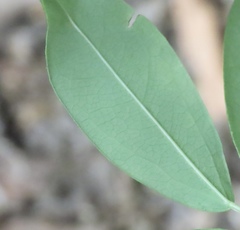 Akebia